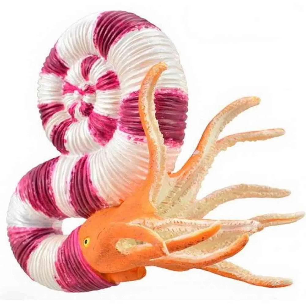COLLECTA PRAVITOCERAS